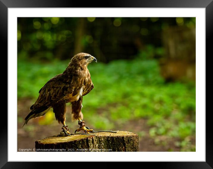 A Hawk from the Birds of Prey at Willows Framed Mounted Print by johnseanphotography 