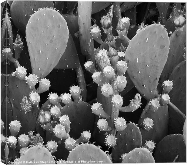 Prickly Pear Cactus Canvas Print by Kathleen Stephens