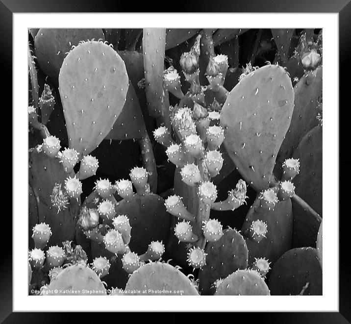 Prickly Pear Cactus Framed Mounted Print by Kathleen Stephens