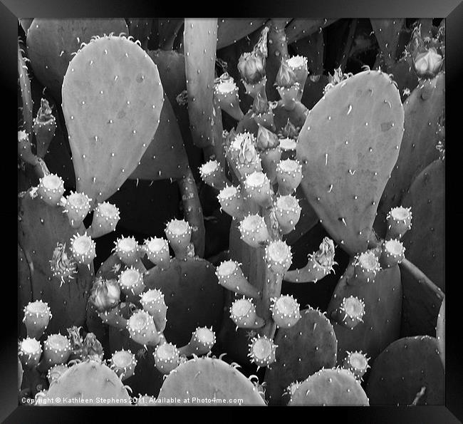 Prickly Pear Cactus Framed Print by Kathleen Stephens