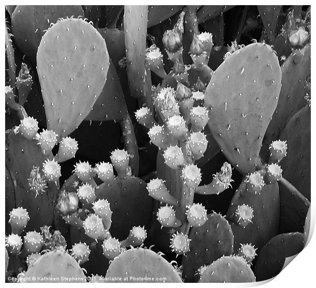 Prickly Pear Cactus Print by Kathleen Stephens