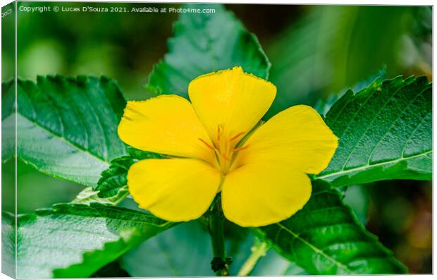 Yellow alder- Turnera ulmifolia flower Canvas Print by Lucas D'Souza