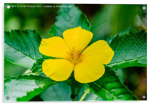 Yellow alder- Turnera ulmifolia flower Acrylic by Lucas D'Souza