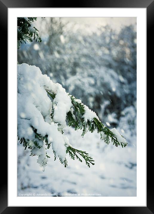 Snow Laden Branch Framed Mounted Print by Amanda Elwell