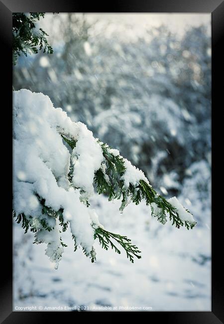 Snow Laden Branch Framed Print by Amanda Elwell
