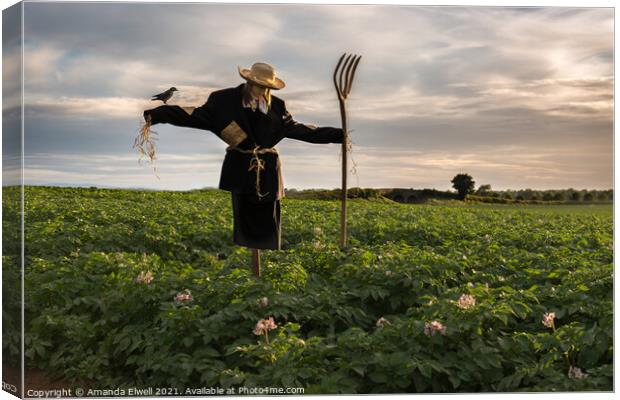 Scarecrow In Potato Crop Field Canvas Print by Amanda Elwell