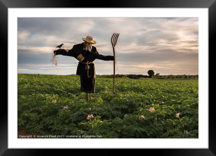 Scarecrow In Potato Crop Field Framed Mounted Print by Amanda Elwell