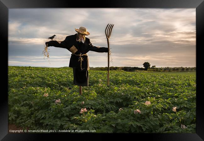 Scarecrow In Potato Crop Field Framed Print by Amanda Elwell