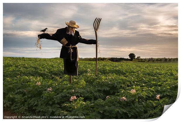 Scarecrow In Potato Crop Field Print by Amanda Elwell