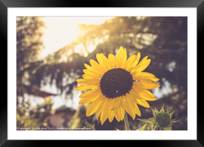 Sunlit Sunflower Framed Mounted Print by Nick Hirst