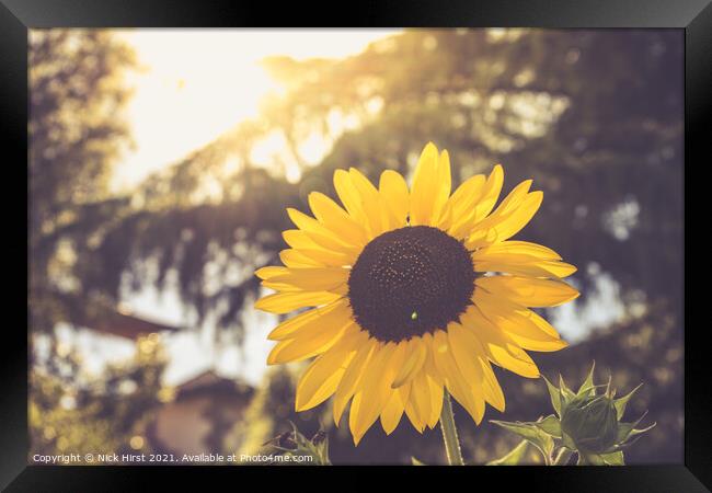 Sunlit Sunflower Framed Print by Nick Hirst