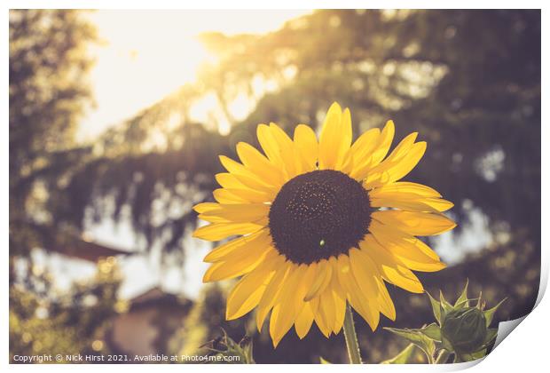 Sunlit Sunflower Print by Nick Hirst