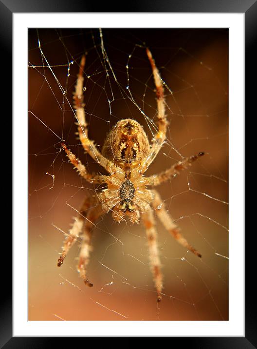 garden spider Framed Mounted Print by rachael hardie