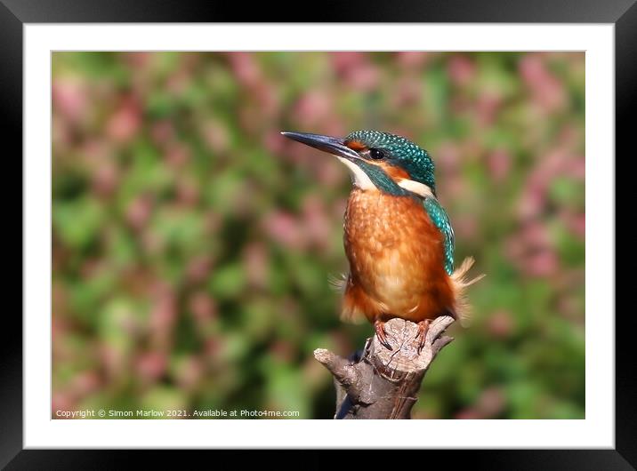 Kingfisher Framed Mounted Print by Simon Marlow