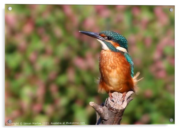 Kingfisher Acrylic by Simon Marlow