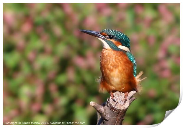 Kingfisher Print by Simon Marlow