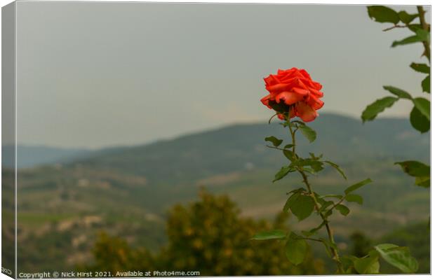 Thorny Rose Canvas Print by Nick Hirst