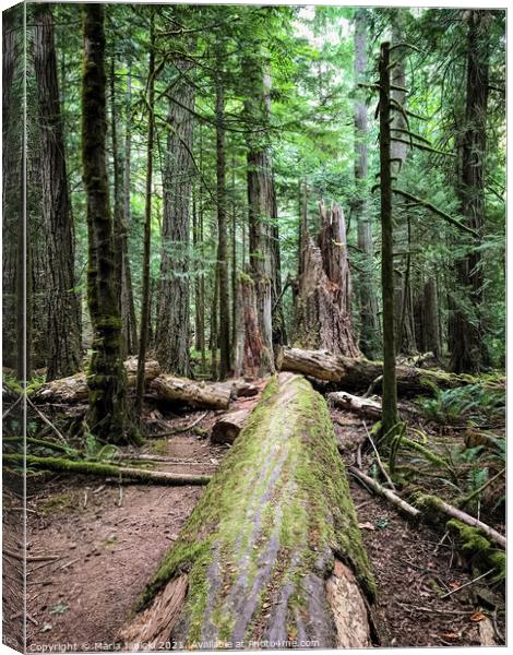 Coastal Forest in Cathedral Grove - Vancouver Isla Canvas Print by Maria Janicki