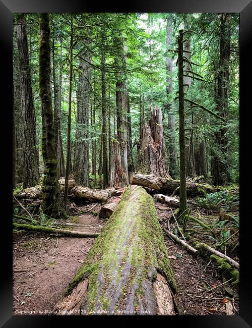 Coastal Forest in Cathedral Grove - Vancouver Isla Framed Print by Maria Janicki