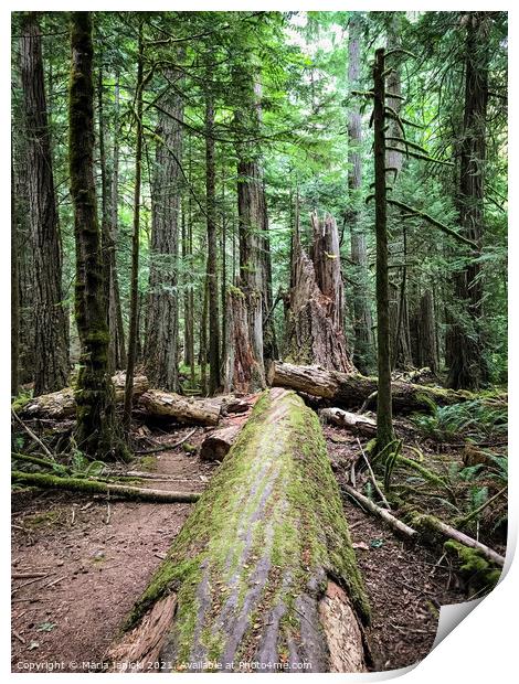 Coastal Forest in Cathedral Grove - Vancouver Isla Print by Maria Janicki