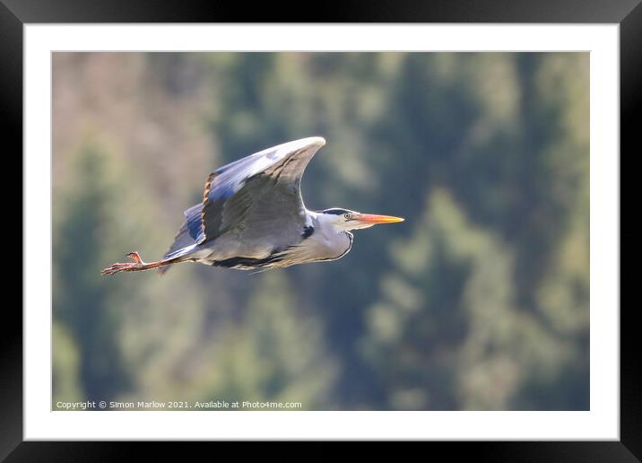 Majestic Grey Heron in Flight Framed Mounted Print by Simon Marlow