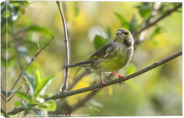 Vibrant Greenfinch in its Natural Habitat Canvas Print by Simon Marlow