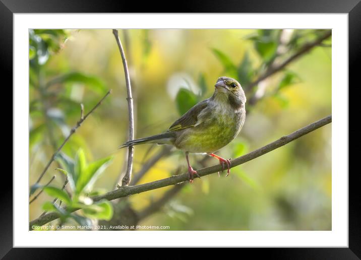 Vibrant Greenfinch in its Natural Habitat Framed Mounted Print by Simon Marlow
