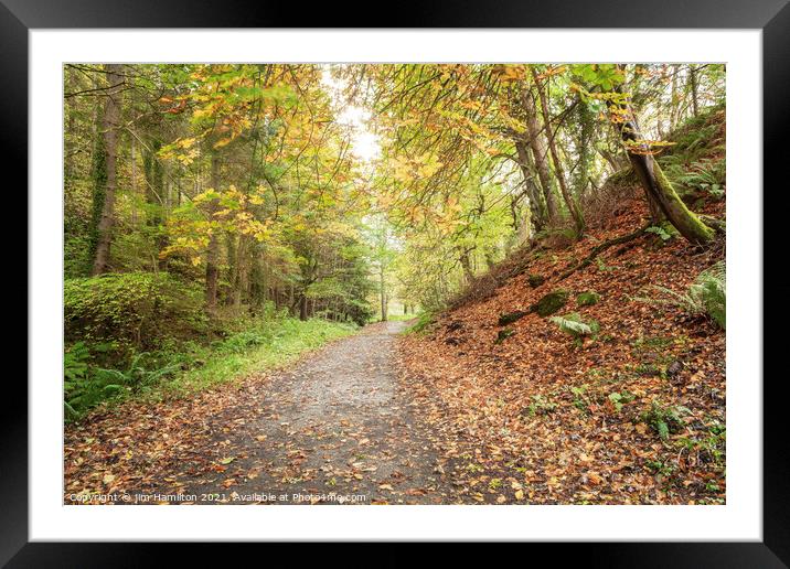Forest in Autumn Framed Mounted Print by jim Hamilton