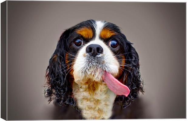 Cavalier King Charles Spaniel  Canvas Print by Alison Chambers