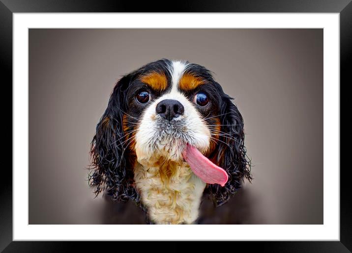 Cavalier King Charles Spaniel  Framed Mounted Print by Alison Chambers