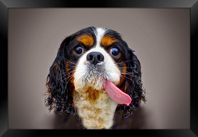 Cavalier King Charles Spaniel  Framed Print by Alison Chambers
