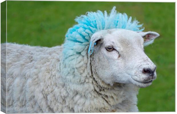 Blue Rinse Sheep Canvas Print by Alison Chambers