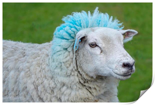 Blue Rinse Sheep Print by Alison Chambers