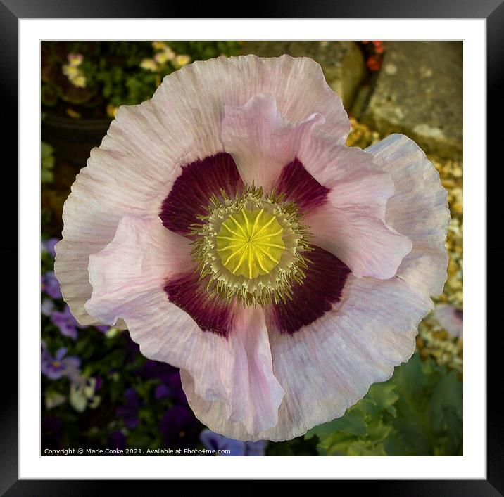 Pastel pink poppy Framed Mounted Print by Marie Cooke