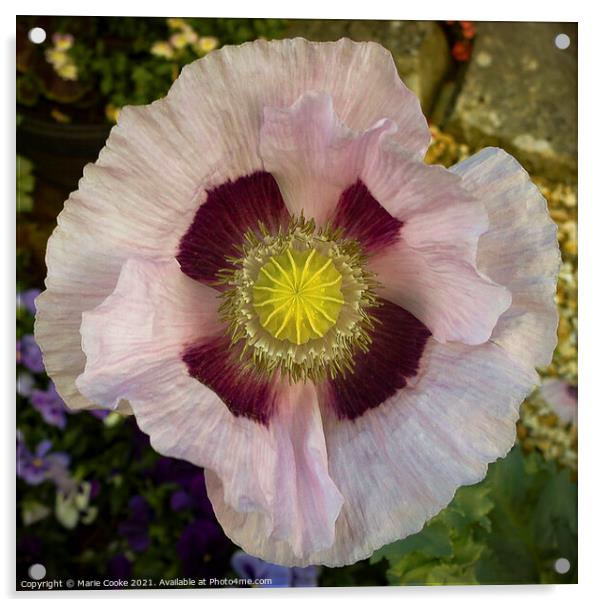 Pastel pink poppy Acrylic by Marie Cooke