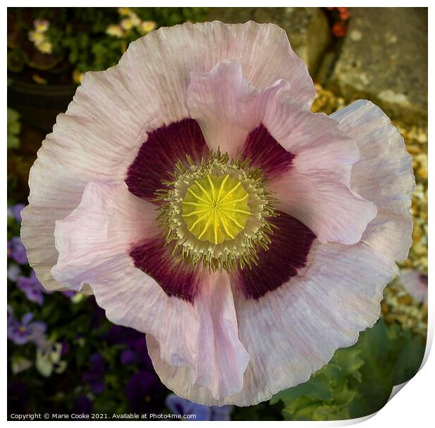 Pastel pink poppy Print by Marie Cooke