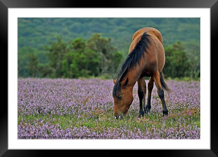 Pony in the Heather Framed Mounted Print by Donna Collett