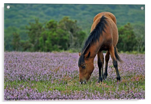 Pony in the Heather Acrylic by Donna Collett