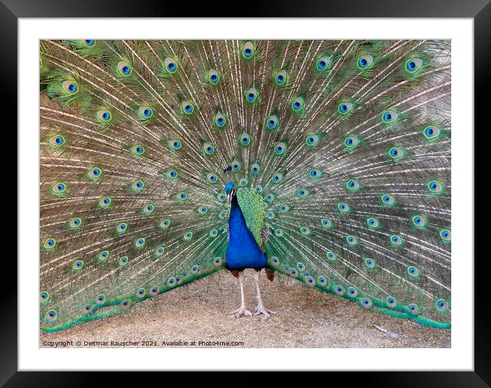 Peacock with Colorful Feathers in Wallenstein Garden, Prague Framed Mounted Print by Dietmar Rauscher