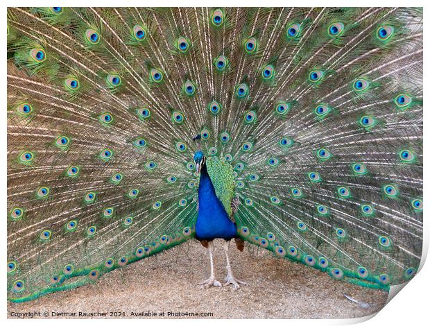 Peacock with Colorful Feathers in Wallenstein Garden, Prague Print by Dietmar Rauscher