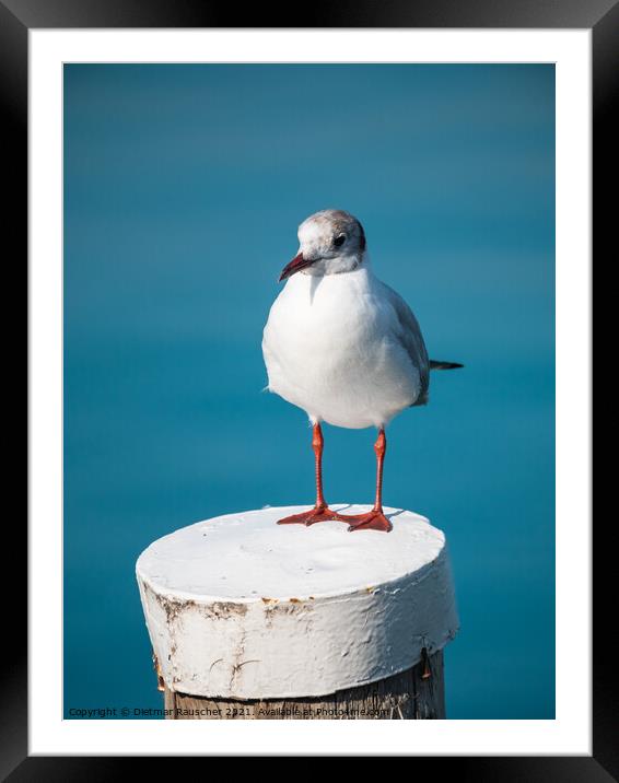 Black-headed Gull on a Wooden Post at Lake Garda Framed Mounted Print by Dietmar Rauscher