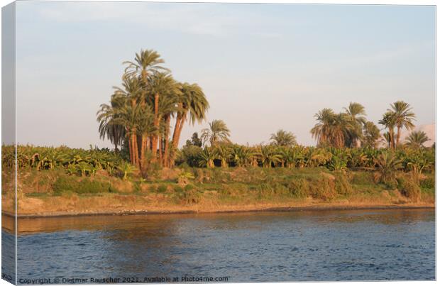 Bank of the River Nile, Egypt Canvas Print by Dietmar Rauscher