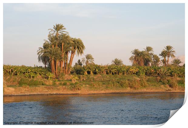 Bank of the River Nile, Egypt Print by Dietmar Rauscher