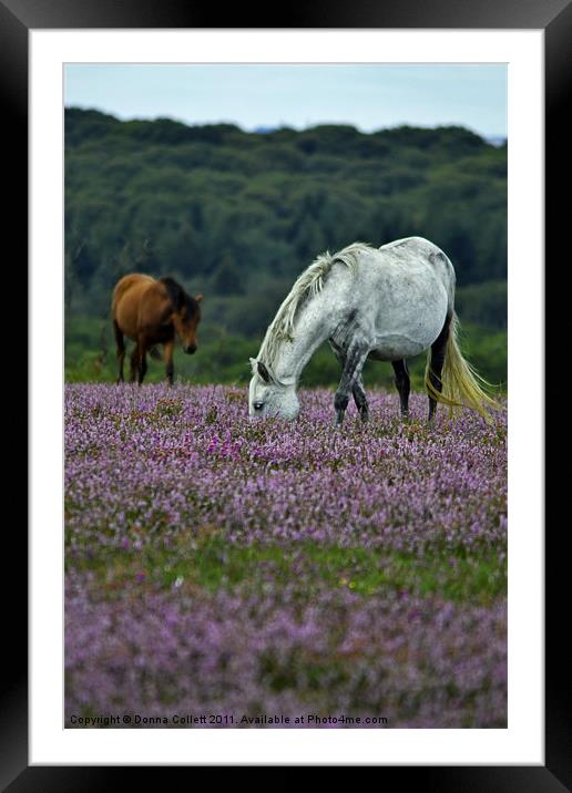 Double Ponies Framed Mounted Print by Donna Collett
