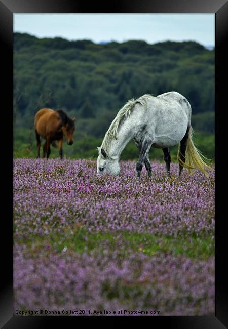 Double Ponies Framed Print by Donna Collett