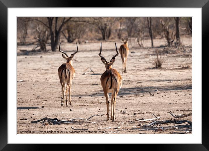 Three Impala Antelopes Framed Mounted Print by Dietmar Rauscher