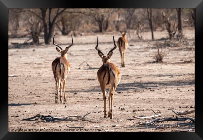 Three Impala Antelopes Framed Print by Dietmar Rauscher
