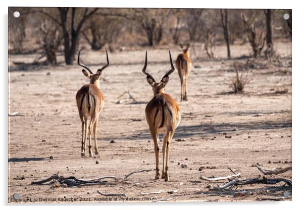 Three Impala Antelopes Acrylic by Dietmar Rauscher