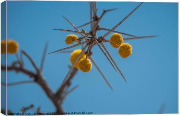Water Acacia or Water Thorn with Yellow Blossoms in Etosha Natio Canvas Print by Dietmar Rauscher