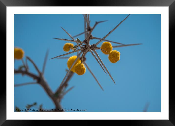 Water Acacia or Water Thorn with Yellow Blossoms in Etosha Natio Framed Mounted Print by Dietmar Rauscher